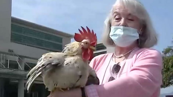 Asegura que es un buen compañero: Mujer causó sensación al llevar a su gallo mascota a la playa