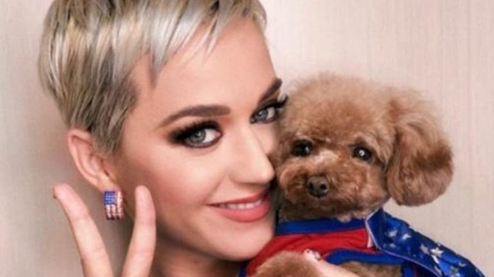 Katy Perry recibió críticas tras contar que su perro se volverá vegano