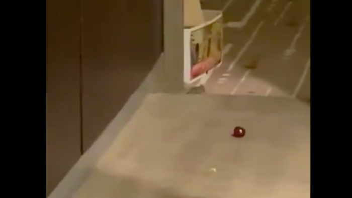 Abierto de Australia: Llaman a los tenistas en cuarentena a no alimentar a los ratones que se pasean por sus piezas