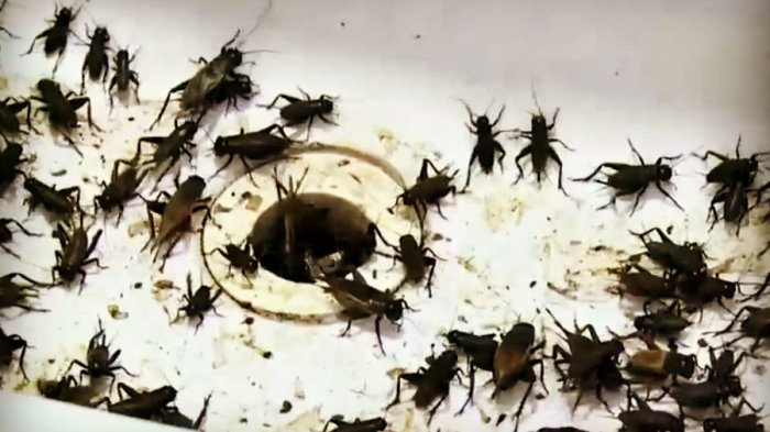 “Amanecimos invadidos por estos bicharracos”: Presencia masiva de grillos desespera a vecinos