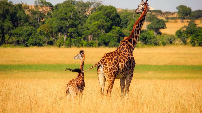 Una jirafa recién nacida murió en un zoológico tras ser pisada por su madre