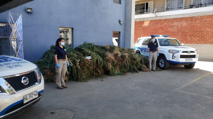 PDI incauta 1.830 plantas de marihuana avaluadas en más de $4.500 millones en Constitución