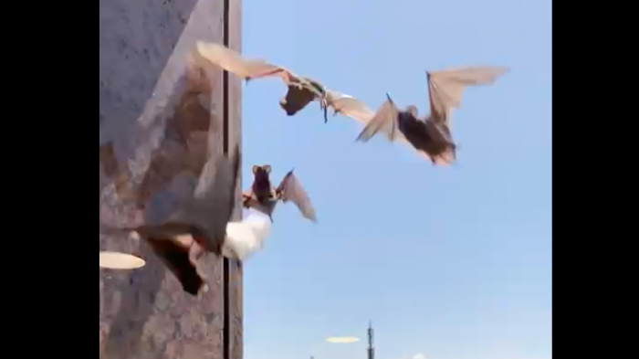 Decenas de murciélagos se aglomeran a plena luz del día en edificio de Las Condes