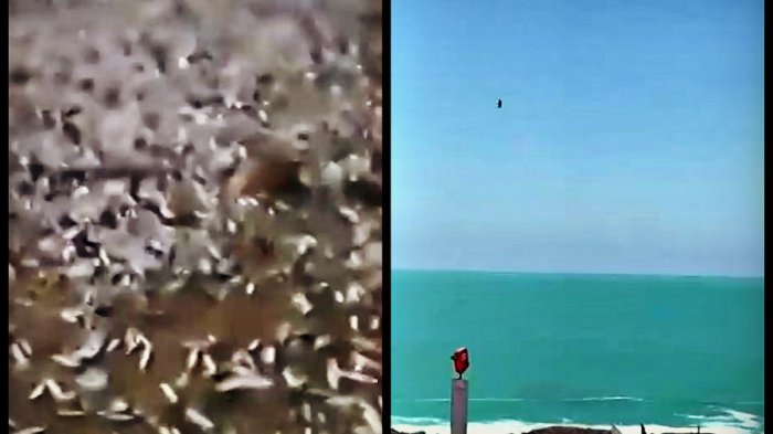 Fenómenos naturales en las costas de Chile: Cientos de peces varados y cambios en el color del mar