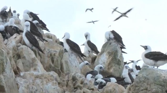 Investigación liderada por una chilena reveló que culturas precolombinas usaban guano como fertilizante