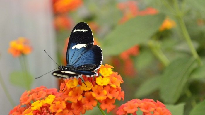 ¿Cómo se impulsan? Científicos explican las causas del particular vuelo de las mariposas