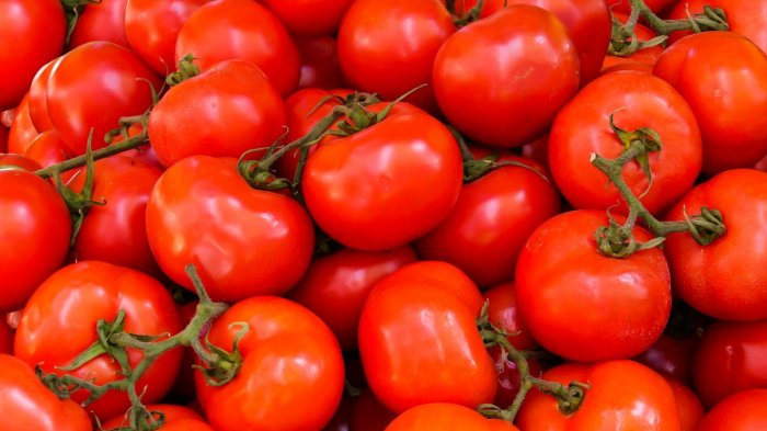 Llegarían a Chile: Estos son los “supertomates” que podrían prevenir la hipertensión