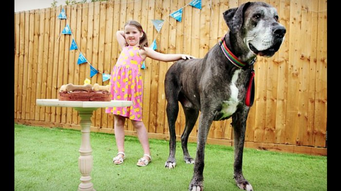 A los 8 años y medio de vida murió Freddy, el perro más alto del mundo