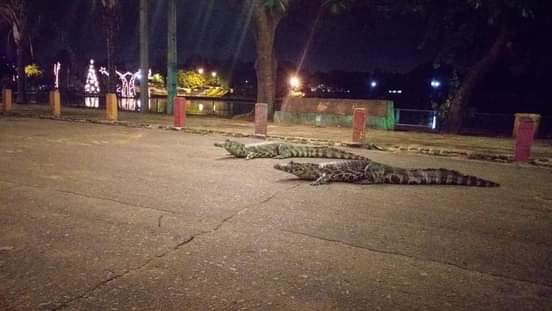 Paraguay: Capturan a 7 caimanes en un centro comercial tras el desborde de una laguna