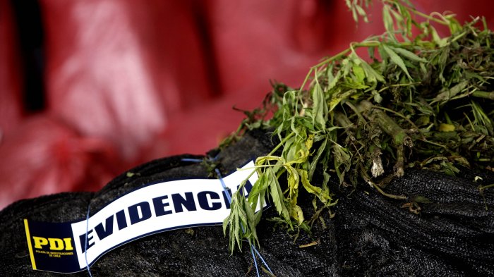 Decomisan 3.550 plantas de cannabis sativa en la comuna de Casablanca