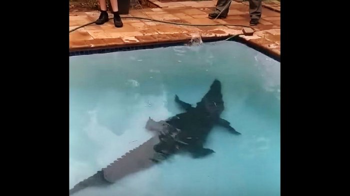 Una pareja pasó el susto de su vida tras hallar un cocodrilo en el fondo de su piscina