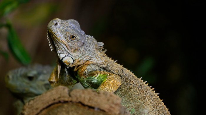 Caen de los árboles mientras hibernan: Pronostican 