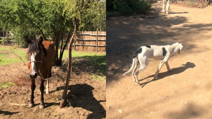 Detienen a sujeto por maltrato animal en Coltauco: Tendría perros y caballos en estado de desnutrición