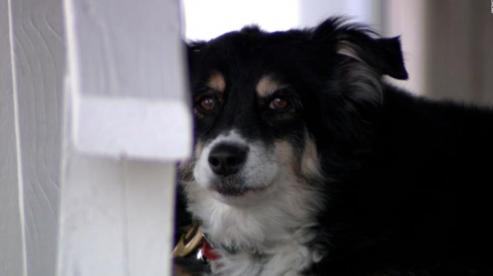 Lulu, la perrita de 8 años que heredó un fideicomiso de US $5 millones tras la muerte de su dueño