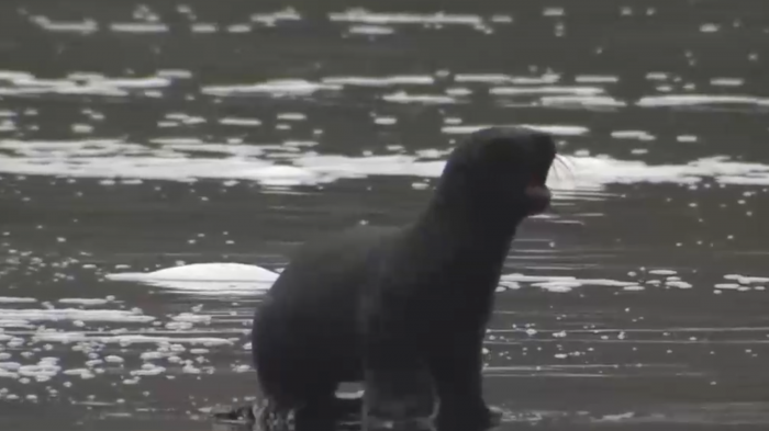 Alerta por inusual y masiva muerte de lobos marinos en Carahue