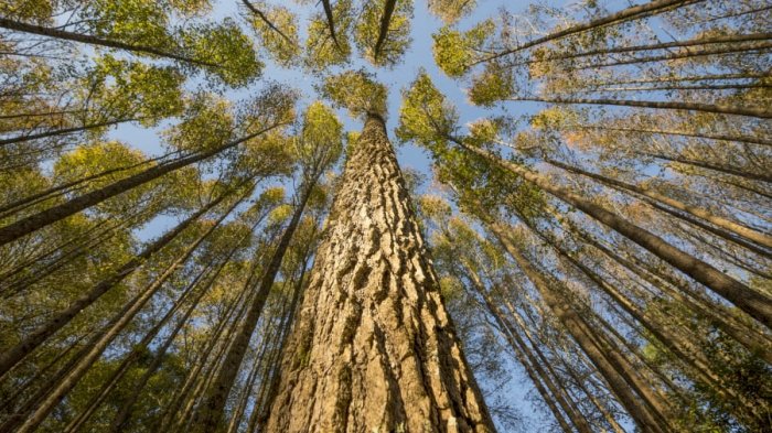 Fotógrafo exhibe la belleza histórica de la flora y fauna en las montañas mexicanas