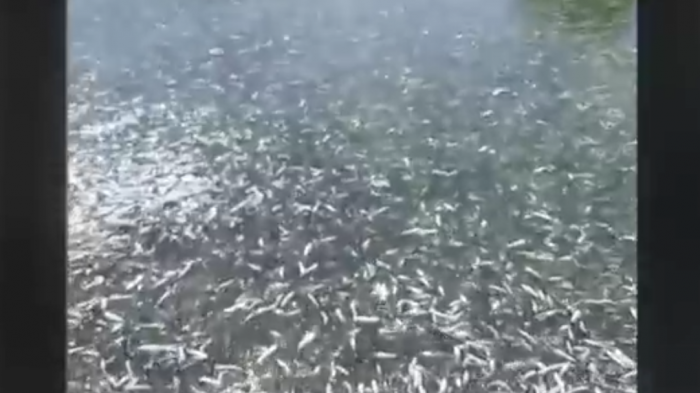 Masivas varazones preocupan a comunidades en el sur: Cientos de peces y lobos marinos captados fuera de sus hábitat