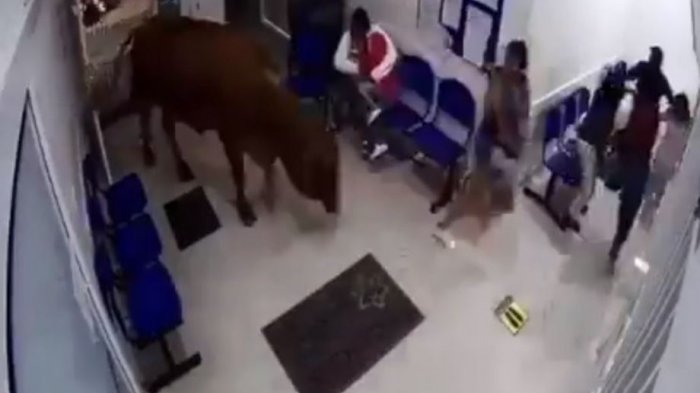 Vaca entró a un hospital, armó un alboroto y embistió a un grupo de personas