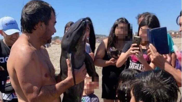 Muere cría de marsopa tras varar en El Tabo: Acusan que bañistas se sacaron selfies con ella