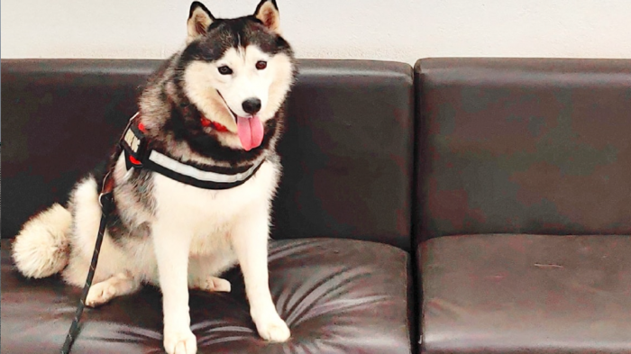 Puso a prueba a su perro guardián con un falso robo a su joyería, pero la reacción no fue la esperada