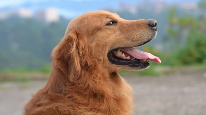 ¿Lo habías notado? Estudio revela que los perros comprenden las consecuencias de sus acciones