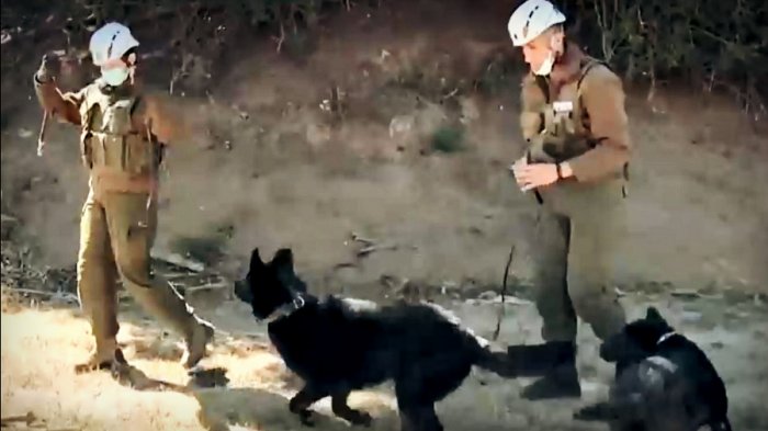 Habría llegado caminando: Rastro de Tomás lleva a los perros hasta la carretera