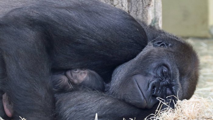 Tras 16 años de espera: Zoológico de Berlín anunció el nacimiento de un pequeño gorila