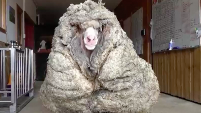 Encuentran oveja con 35 kilos de lana: Estaba enferma y no podía ver