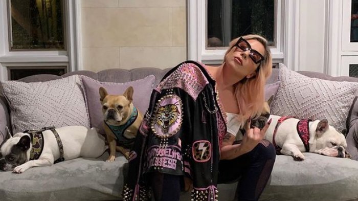 Roban perros de Lady Gaga y disparan al paseador: La cantante ofrece medio millón de dólares