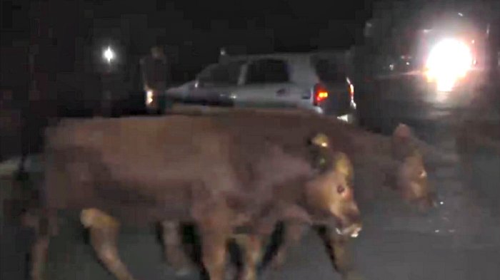 Más de una treintena de vacunos deambularon por calles de Osorno tras volcamiento de camión