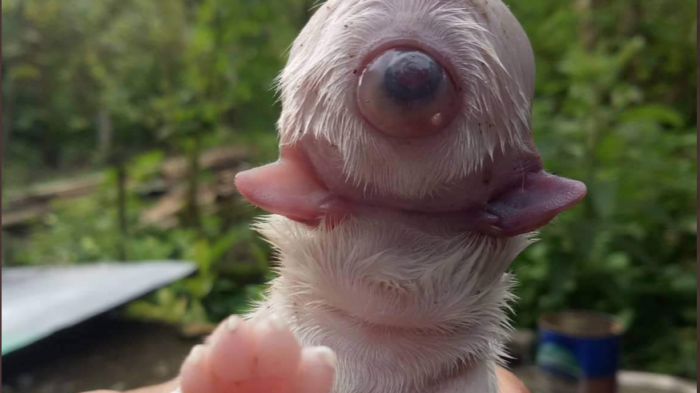 Extraño nacimiento de un perro cíclope: Tiene un ojo, dos lenguas y sin nariz