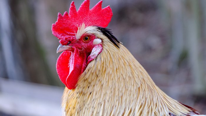 Gallo que luchaba en peleas ilegales mató a su dueño de una puñalada al tratar de escapar
