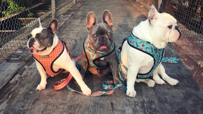 Paseador de perros de Lady Gaga entregó detalles del robo y cómo Asia se acurrucó a su lado tras el disparo