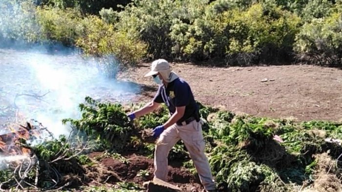 Dos mil plantas de cannabis fueron detectadas en la precordillera de San Fernando