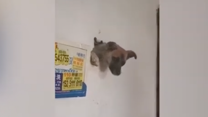 Huía de los fuegos artificiales: Perro debió ser rescatado tras atravesar una muralla con su cabeza