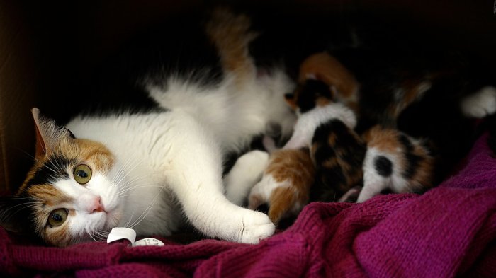 Sernac exigirá compensaciones para familias de gatitos afectados por lotes de alimentos