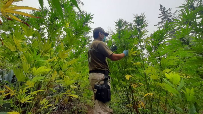 Ñuble: Carabineros incautó más de 13 mil plantas de cannabis avaluadas en $32 mil millones