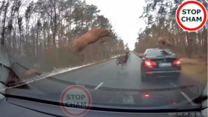 Registran cómo una manada de ciervos chocó y saltó sobre un auto en una carretera