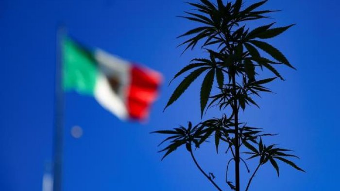 Marihuana recreativa: México a un paso de convertirse en el tercer país en América en legalizarla