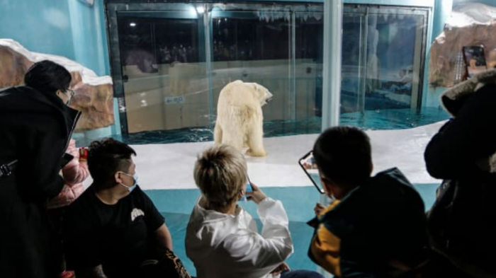 Controversial hotel chino despierta críticas por lucir osos polares vivos en vitrinas de vidrio