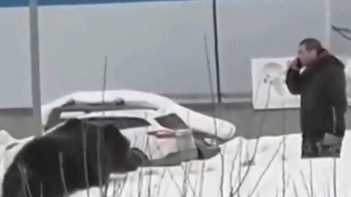 Oso pardo persiguió a transeúnte por varias cuadras en Rusia
