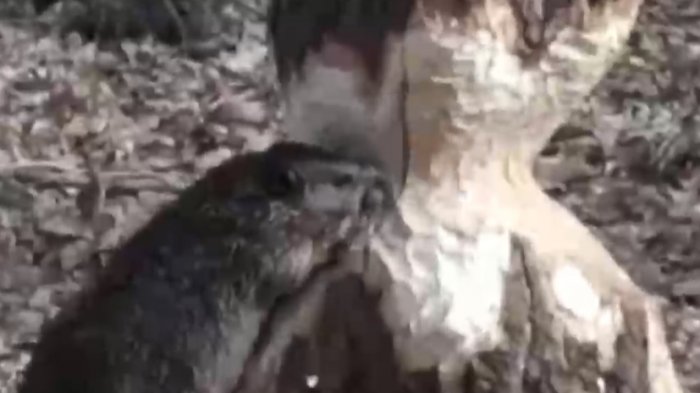 Castores arrasan con bosques de Tierra del Fuego: Fueron introducidos hace más de 70 años desde Argentina