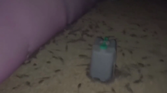 La peor plaga en décadas: Miles de ratones causan caos (y repulsión) en Australia