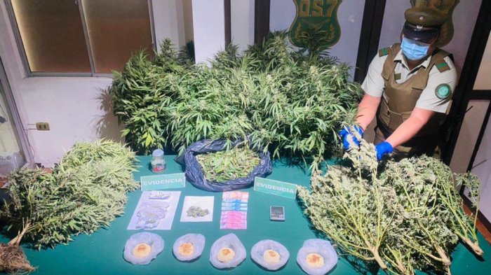 Temuco: Detuvieron a hombre que vendía marihuana en pan amasado