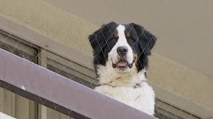 Vecino de Providencia denuncia disparo y hostigamiento por ladridos de su perro