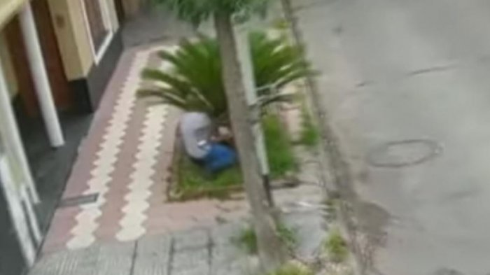 Insólito: Ladrón quiso pasar desapercibido y se escondió tras una palmera, pero fue descubierto igual