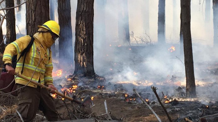 Alerta Roja por incendio forestal en Lago Peñuelas: Conaf asegura que fue intencional