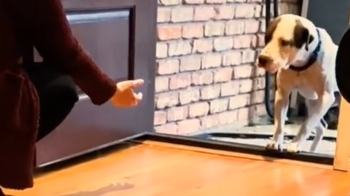 La emocionante reacción de un perrito al conocer su hogar tras ser rescatado de la calle