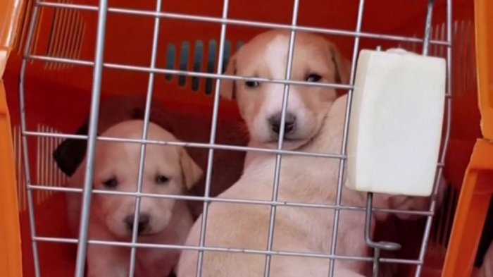 Rusia desarrolla la primera vacuna para enfrentar el COVID-19 en mascotas