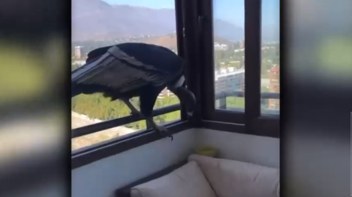Captan nuevo avistamiento: Cóndor entró al living de un departamento en Vitacura